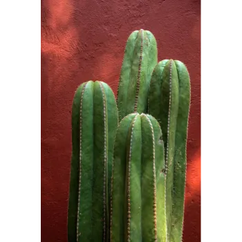 Cactus Plants